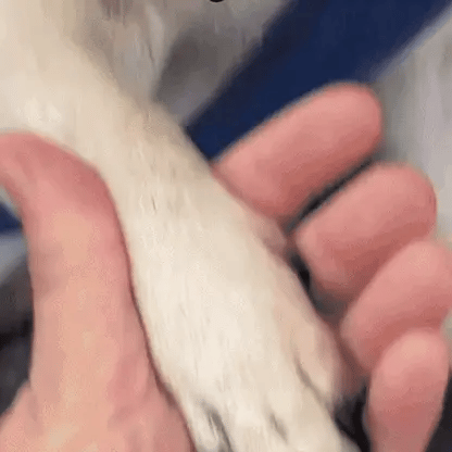 Denuova – Coupez les griffes sans risque ni stress