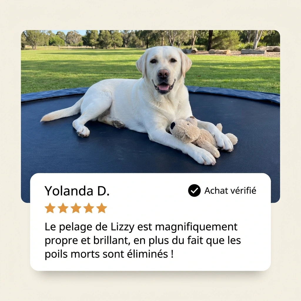 Denuova Steami Pro – Brosse professionnelle de toilettage pour animaux